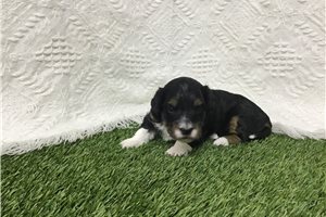 Dottie - puppy for sale