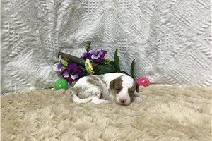 Bentley - Goldendoodle, Mini for sale