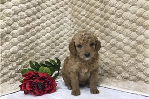 Crystal - Goldendoodle, Mini for sale