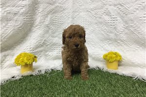 Brielle - Goldendoodle, Mini for sale