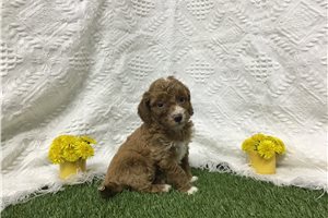 Brianna - Goldendoodle, Mini for sale