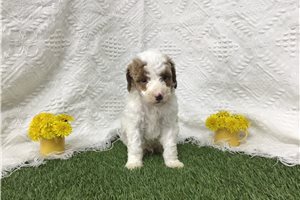 Bentley - Goldendoodle, Mini for sale