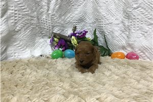 Bonnie - puppy for sale