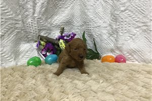 Brielle - puppy for sale
