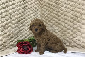 Cody - puppy for sale