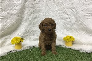 Bella - Goldendoodle, Mini for sale