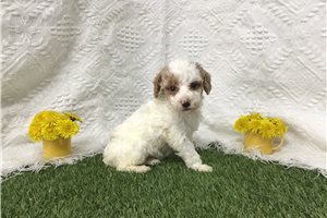 Mona - Goldendoodle, Mini for sale