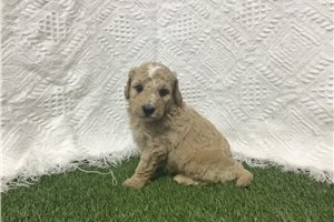 Florence - Goldendoodle, Mini for sale