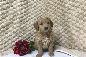 Christopher - Goldendoodle, Mini for sale