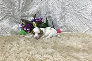 Mona - puppy for sale
