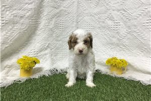 Blair - Goldendoodle, Mini for sale