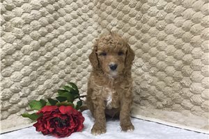 Conrad - Goldendoodle, Mini for sale