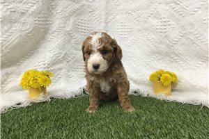 Bailey - Goldendoodle, Mini for sale