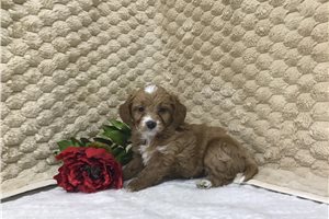 Cynthia - puppy for sale