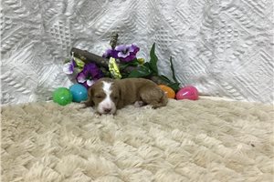 Bailey - puppy for sale