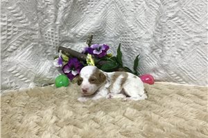 Blair - puppy for sale