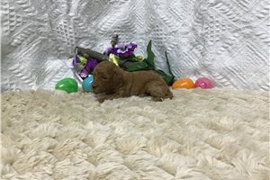 Brooke - Goldendoodle, Mini for sale