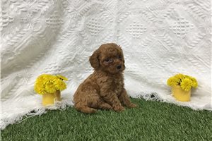 Brooke - Mini Goldendoodle for sale