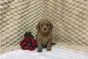 Chloe - puppy for sale