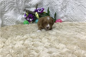 Brianna - puppy for sale