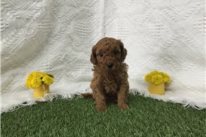 Bonnie - Mini Goldendoodle for sale