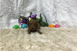 Benjamin - puppy for sale