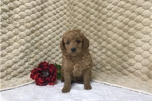 Callum - puppy for sale