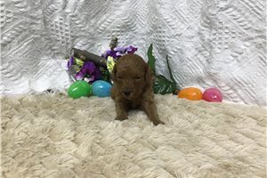 Bella - puppy for sale