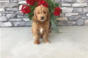 Merc - puppy for sale