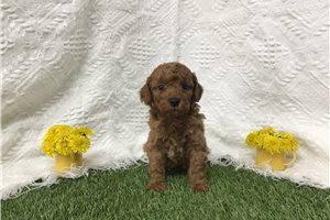 Benjamin - Goldendoodle, Mini for sale