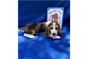 Dylan - Beagle for sale