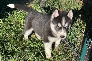 Siberian Husky Puppies for Sale | Pawrade.com