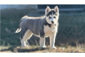 Fenris - Siberian Husky for sale