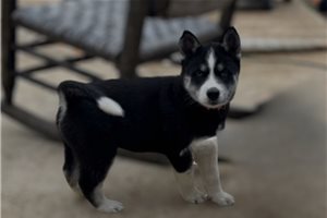 Freya - Siberian Husky for sale