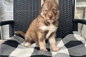 Ava - Siberian Husky for sale
