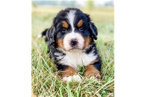 Cleo - Bernese Mountain Dog for sale