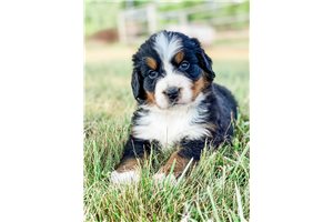 Clementine - Bernese Mountain Dog for sale