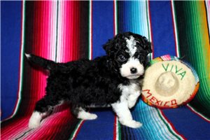 Luciana - Aussiedoodle for sale