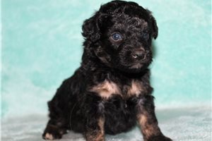 Manny - Aussiedoodle for sale