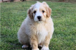 Hunter - Aussiedoodle for sale