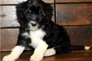 Rosy - Aussiedoodle for sale