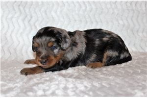 Lisa - Aussiedoodle for sale