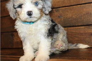 Roy - Aussiedoodle for sale