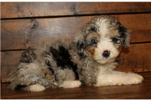 Roman - puppy for sale