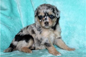 Maggie - Aussiedoodle for sale