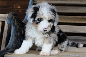 Lily - Aussiedoodle for sale