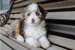 Laurie - Aussiedoodle for sale