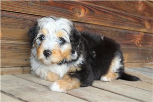 Holland - Aussiedoodle for sale