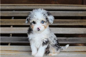 Lucky - Aussiedoodle for sale