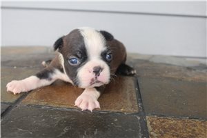 Lewis - Boston Terrier for sale